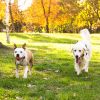 Dog Training Collar Wireless Electric Boundary Containment System For Small Medium Large Dogs