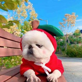 Dog Clothes For Small Dogs Hoodies Winter Warm Fleece (Option 1: 1 Style, Option 2: XS)