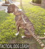 Dog Leash, Bungee, Nylon Adjustable Tactical Leash for Dogs Quick Release with 2 Control Handle