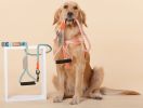 Dog Harness and Leash Touchdog 'Macaron' 2-in-1 Durable Nylon
