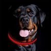 Dog Collar Blinking Flashing Pets Safety LED Adjustable