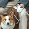 Dog Leash Streamer Led Lights Automatic Extending Nylon Leash Leads Premium Durable