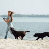 Dog Fence Wireless Electric Waterproof Boundary Containment System Electric Training Collar for Small Medium Large Dogs