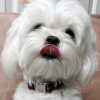 Dog Collar Adjustable - Quick Release Metal Alloy - Red Plaid