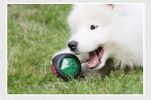 Dog Chew Toy Rubber Bouncing Toy Light up Ball Squeaky Toy, Bite Resistant Irregular Shape Toy