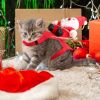 Pet Christmas Costumes Red Winter Coat for Dog Riding Santa Claus New Year Outfit
