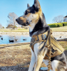 Dog Leash, Bungee, Nylon Adjustable Tactical Leash for Dogs Quick Release with 2 Control Handle